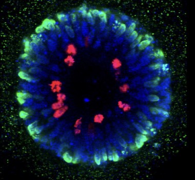 Microcephaly genes / linking neurogenesis and evolution of brain size