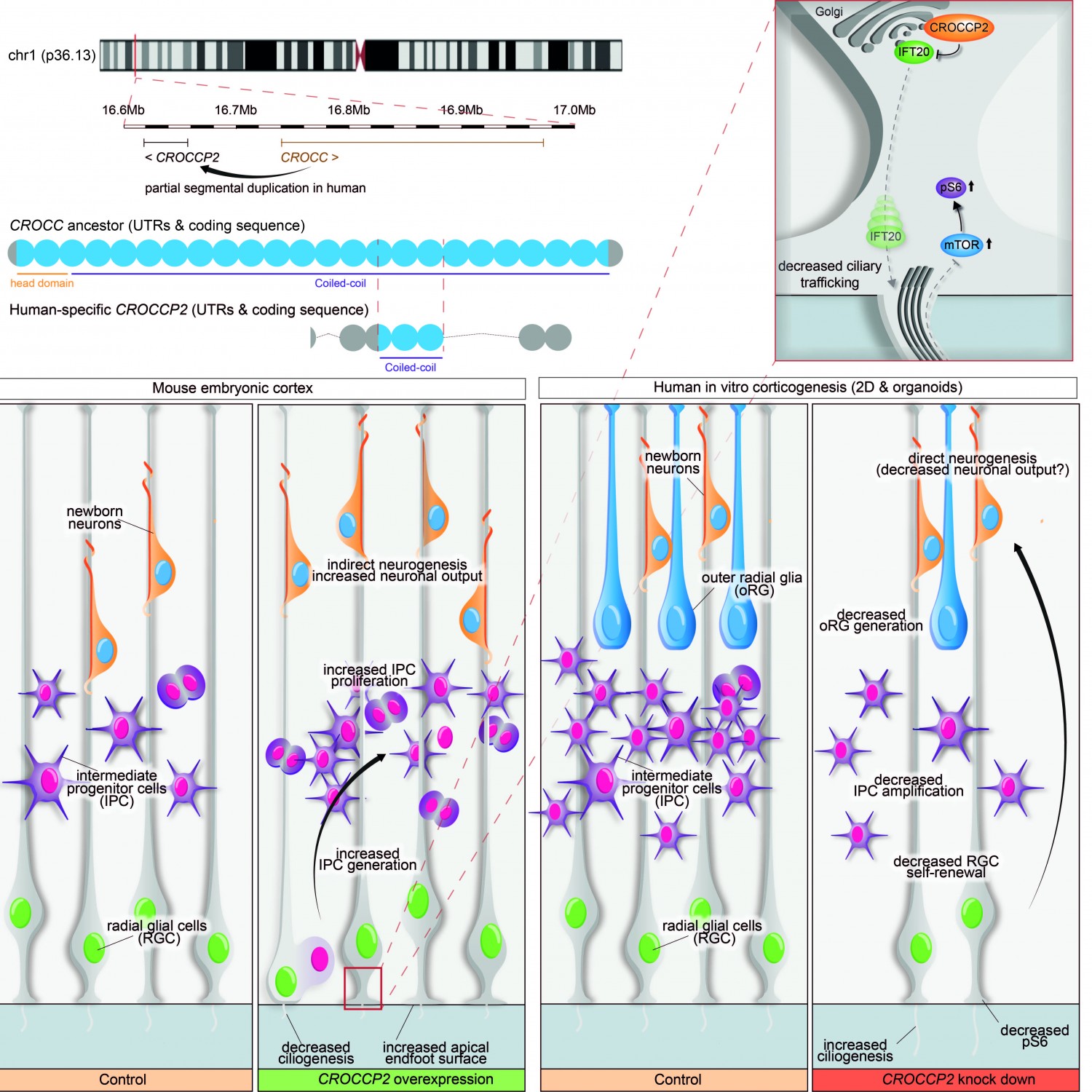 graphical-abstract-new-v6.jpg