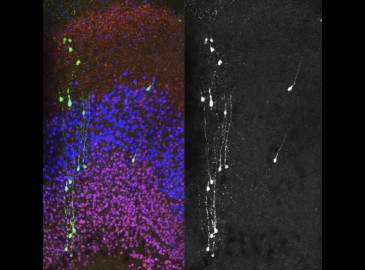 Modeling of neurodevelopmental disorders in human neurons in vivo.