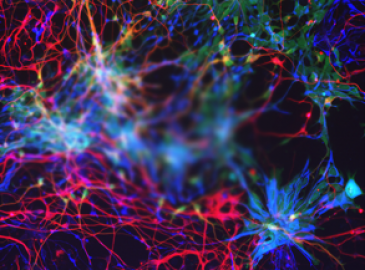 Benita Turner-Bridger (postdoctoral fellow)